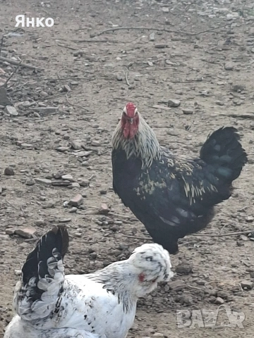 Петли, снимка 9 - Кокошки и пуйки - 54186401