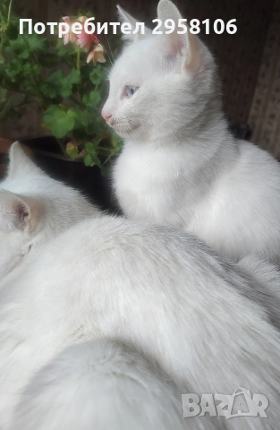 коте, бяло, сини очи, 5 мес., снимка 4 - Британска късокосместа - 52889766