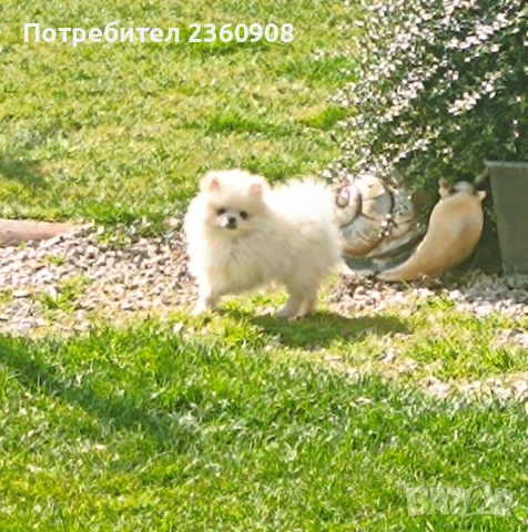 Померан, померанче