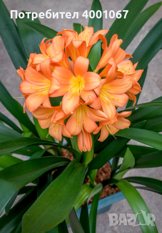 семена от екзотично растение   с красиви оранжеви цветове​, снимка 1 - Сортови семена и луковици - 45063384