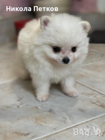 Померан мини , снимка 3 - Померан - 52597630