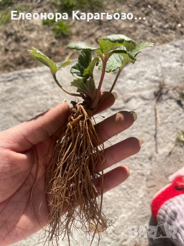 Разсад ягоди и малини, снимка 3 - Разсади - 53861061