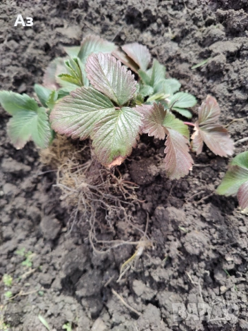 продавам разсад на български ягоди, снимка 9 - Разсади - 53803654