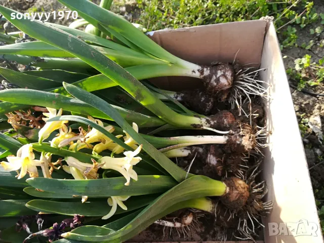 ЗЮМБЮЛИ В САКСИЯ С ПОЧВА 25ЛВ ЗА ЕДИН С ЛУКОВИЦА 1404250825, снимка 11 - Градински цветя и растения - 49886619