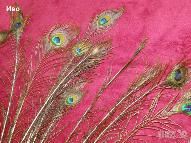 Естествени пера паун, снимка 3 - Други - 53304385