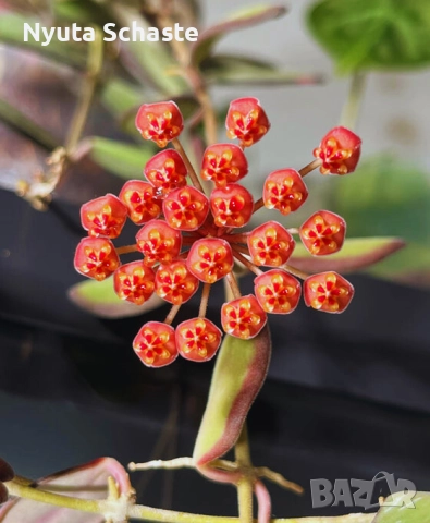 Hoya burtoniae variegata DS 70 