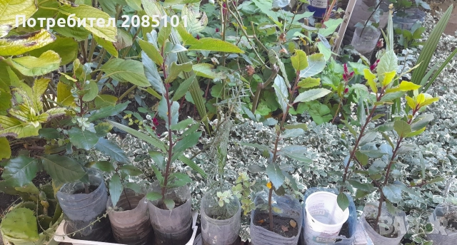 Дафинов лист в саксия, снимка 2 - Градински цветя и растения - 49993155