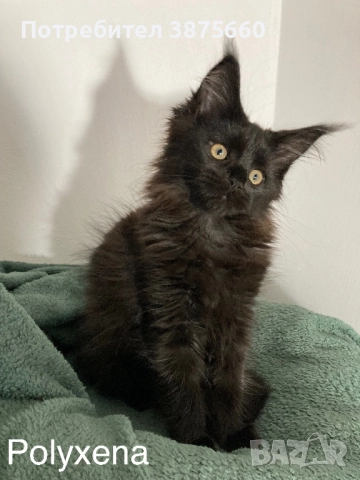 Мейн-куун котенца, снимка 5 - Мейн кун - 52347447