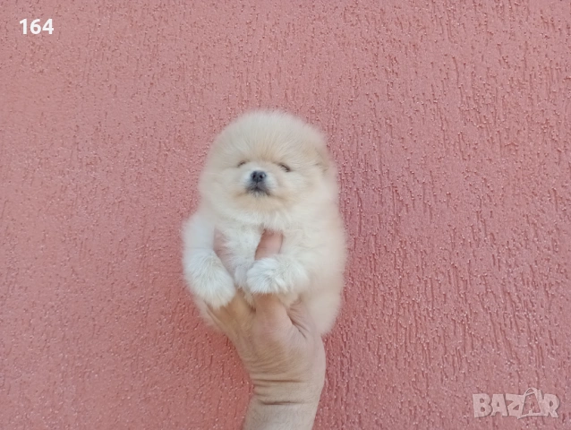 Женски Померан. Реални снимки от 23.02.26 г., снимка 3 - Померан - 53524180