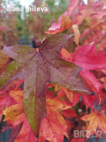 Ликвидамбър, Амброво дърво, Liquidambar , снимка 10 - Градински цветя и растения - 46214418