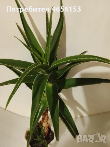 ГОЛЯМО АЛОЕ ВЕРА , снимка 2 - Стайни растения - 52901159