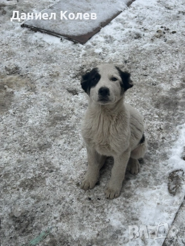 Продавам женски алабаи