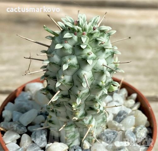 Euphorbia mammillaris f. variegata, снимка 1 - Стайни растения - 46082158