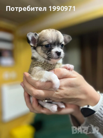 Чихуахуа - мини. На 2.5 мес. Момче