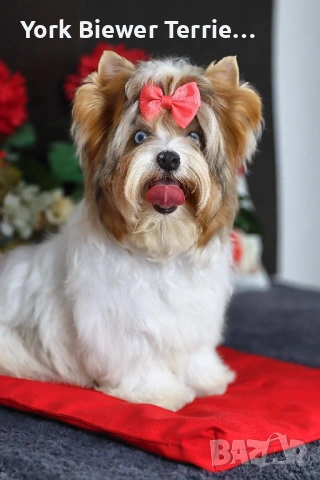 Йоркширски Териер! Блюберри Мерле с сини очи! Родословие 