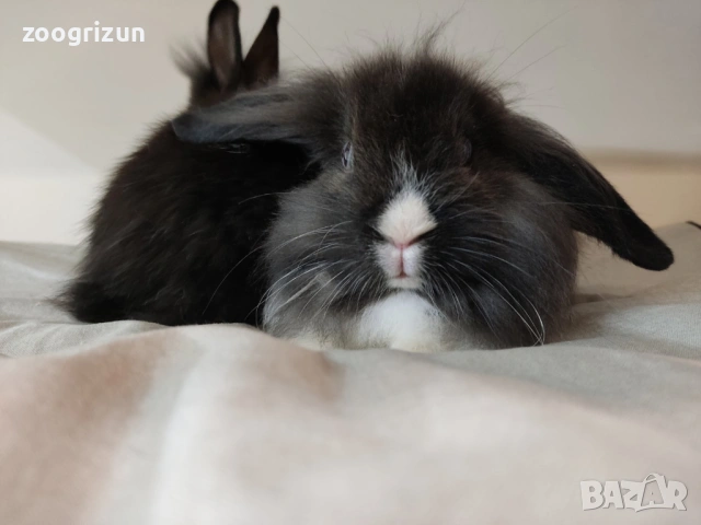Мини зайчета различни породи  - мини рекс клепоухи и лъвска грива., снимка 5 - Декоративни зайчета - 53958138