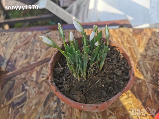 КОКИЧЕНЦА В САКСИЯ С ЛУКОВИЦИ 2801261400, снимка 6 - Градински цветя и растения - 53257522
