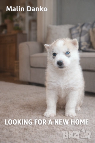  СИБИРСКО ХЪСКИ , снимка 2 - Хъски - 53089054