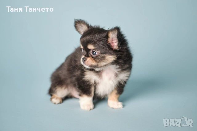 Чихуахуа Възможност за доставка , снимка 7 - Чихуахуа - 53994420