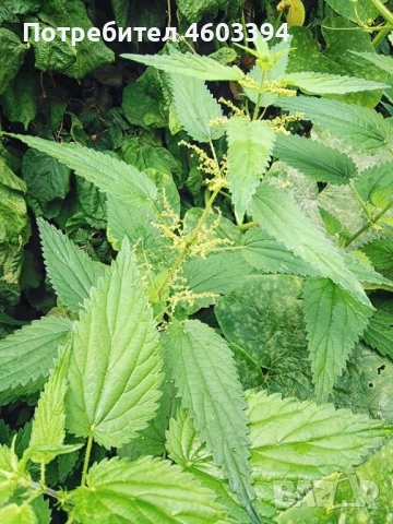 Прясна и сушена коприва от нашето село, снимка 2 - Домашни продукти - 52068638