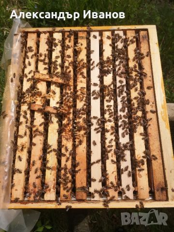 Пчелни семейства с кошерите , снимка 3 - За пчели - 45354414