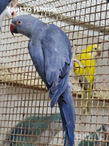 Парот център Бургас виолетови александри , снимка 7 - Папагали - 53656882