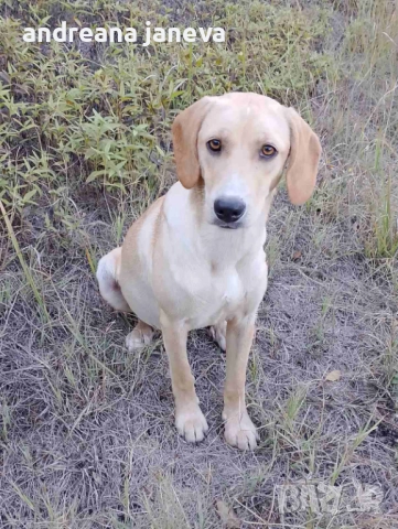 Кученца за осиновяване, снимка 2 - Други - 52106991