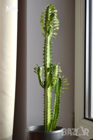 Euphorbia trigona, Еуфорбия тригона, кактус, стайно растение, снимка 4 - Стайни растения - 46434497