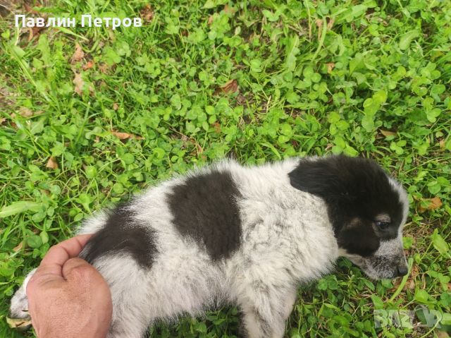 Каракачански кучета , снимка 1 - Каракачанска овчарка - 46378541
