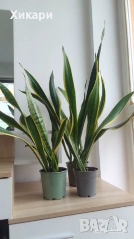Сансевиера / Sansevieria trifasciata  , снимка 2 - Стайни растения - 50819879