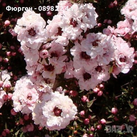   Чаено дърво (leptospermum 'appleblossom'), снимка 3 - Декорация за дома - 45720093