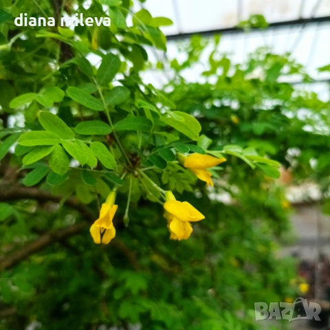 Карагана плачеща, Caragana arborescens pendula, снимка 6 - Градински цветя и растения - 52922912