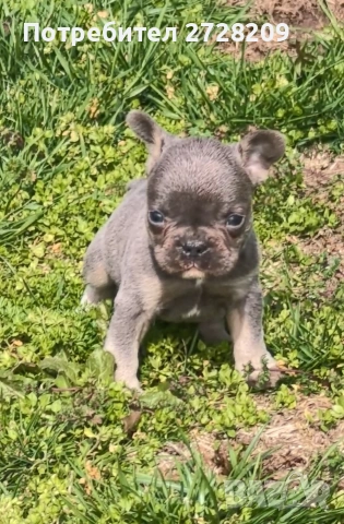 Френски булдог Блу Тан/French Bulldog Blue Tan , снимка 12 - Френски булдог - 53684413