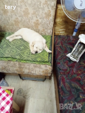 Продавам Голдън ретривър бебе, снимка 2 - Голдън ретривър - 53014879