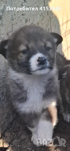 Сладко женско кученце с бяло петънце