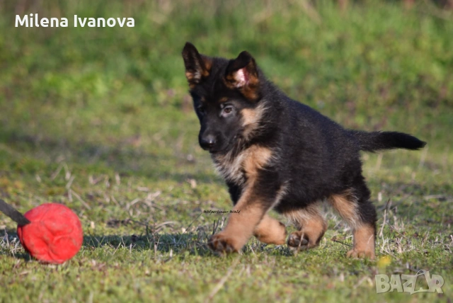 Малки немски овчарки от развъдник , снимка 9 - Немска овчарка - 53678555