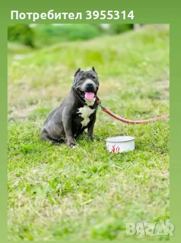 *Чисто кръвни Американско Були XXl