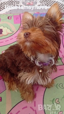 мини йоркширски териер 