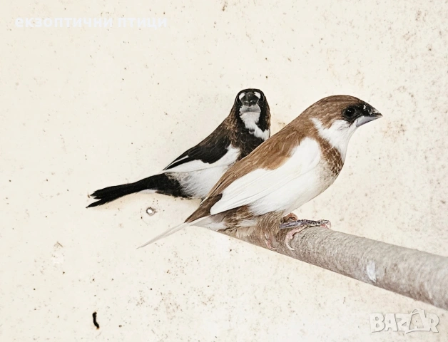 Продавам Японски Амадини , снимка 4 - Амадини - 53487592