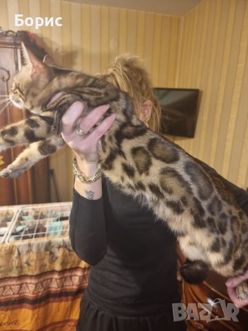 Бенгалско коте, снимка 7 - Бенгалски - 40146006