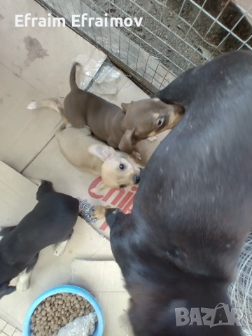  Пинчери чисти, снимка 1