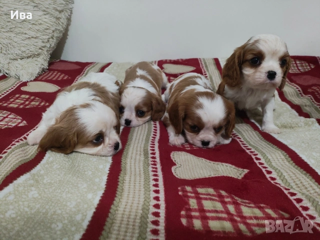 кавалер кинг чарлз шпаньол, снимка 2 - Кавалер кинг чарлз шпаньол - 52039746