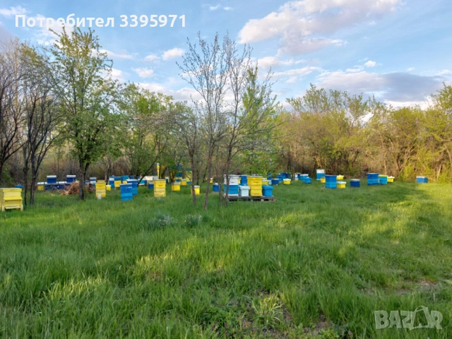 Пчелни отводки 2026