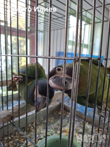 Продава ръчно хранени жълтоврати ари , снимка 2 - Папагали - 53650292