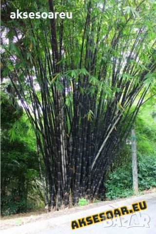 100 бр. бамбукови семена - Phyllostachys nigra - Издръжлив рядък вид вечнозелен черен бамбук, снимка 4 - Сортови семена и луковици - 46470712