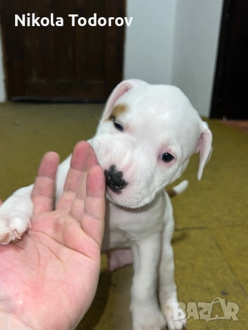 Питбулчета , снимка 9 - Питбул - 53228709