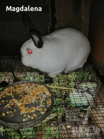 Калифорнийски заек 