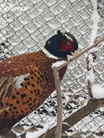 Фазани,токачки,японки, снимка 7 - други­ - 53499575