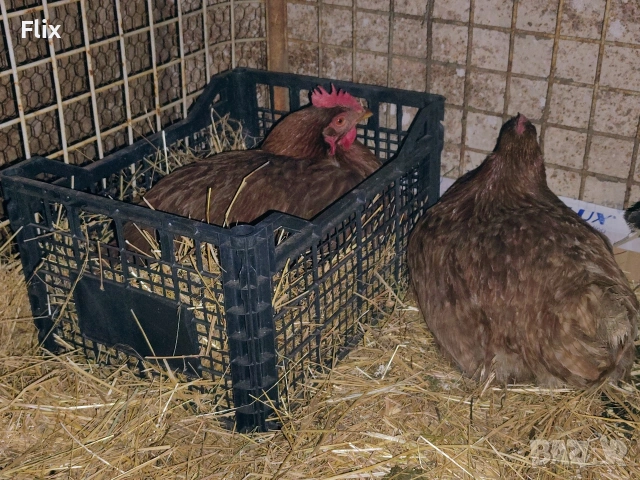 разплодни яйца , снимка 10 - Кокошки и пуйки - 53995912