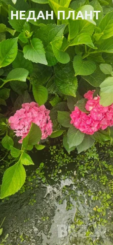 Хортензия за сянка /Hydrangea macrophylla, снимка 4 - Градински цветя и растения - 51047461